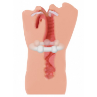 Мастурбатор ротик с зубками Satisfaction Hot Baby