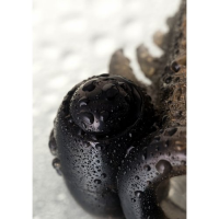 Насадка с загнутой головкой и клиторальным вибростимулятором ToyFa XLover 14,5 см